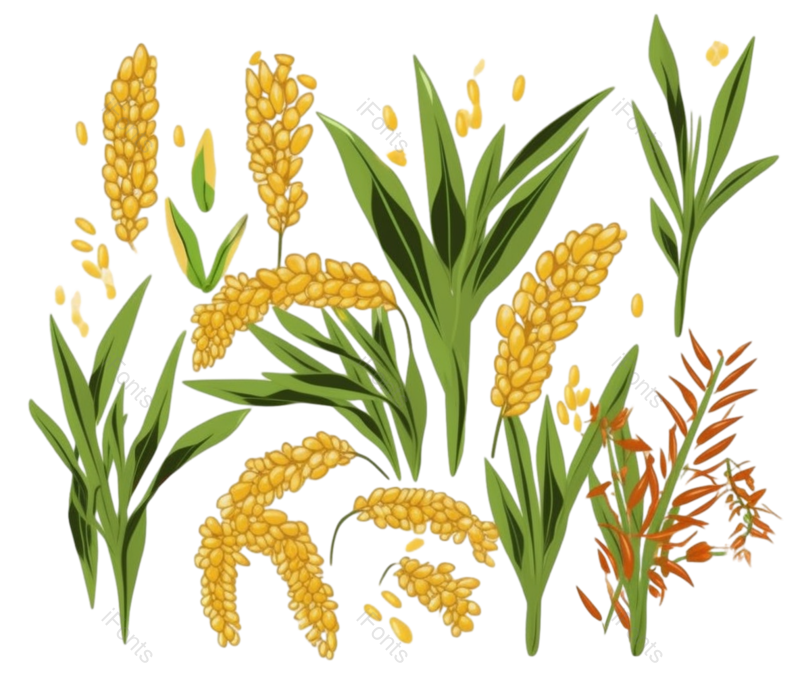 叶子图片,装饰元素,芒种PNG,元素免抠素材